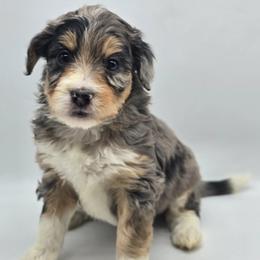 Steely - Blue merle female Aussiedoodle puppy in Lancaster, Minnesota from Wilson Cattle Co.