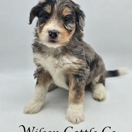 Steely - Blue merle female Aussiedoodle puppy in Lancaster, Minnesota from Wilson Cattle Co.