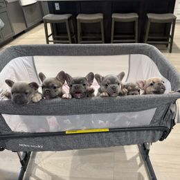 French Bulldog puppies from Chai Society Frenchies