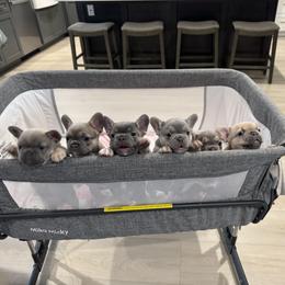 French Bulldog puppies from Chai Society Frenchies