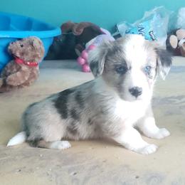 Ruby - Blue merle and white female Cardigan Welsh Corgi puppy in Myton, Utah from Cardigan Corgi Cuties 💓