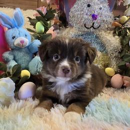 Boy 3 - Red tri male Miniature Australian Shepherd puppy in Ola, Arkansas from Peaceful Acres