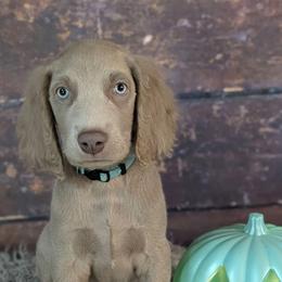 Scout - male Long Haired Weimaraner puppy in Evart, Michigan from Drehbar Weimaraners