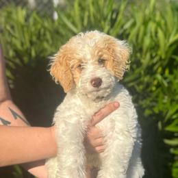 Sleepy - Parti male Goldendoodle puppy in Stockton, California from Port City Doodles