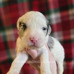 Alexander - Merle male Sheepadoodle puppy in Iowa Falls, Iowa from Sheepadoodles of Iowa