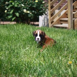 Daphne - Fawn female Boxer puppy in Walton, Kentucky from Fast Lane Boxers