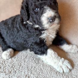 Remy - Black and white male Bernedoodle puppy in Grant City, Missouri from Timberline Paws