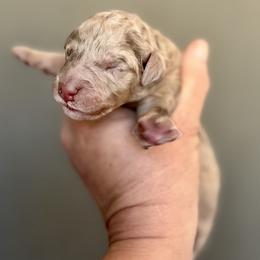 Bernedoodle, Poodle, and Saint Berdoodle Puppies from Remington Kennels, LLC