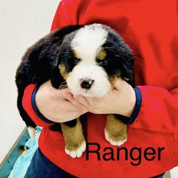 Ranger OFA - Black rust and white male Bernese Mountain Dog puppy in Strasburg, Ohio from Lois Allison