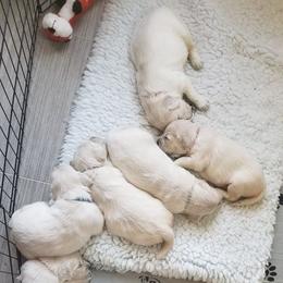 Cavalier King Charles Spaniel and Golden Retriever Puppies from SelahGold