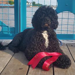 Portuguese Water Dogs from Ark Angel PWDs