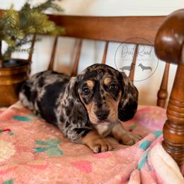Girl 3 - Dapple female Dachshund puppy in Town Creek, Alabama from Dirt Road Dachshunds