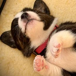 Cardigan Welsh Corgi Puppies from DnD Corgis