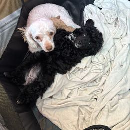 Cockapoo and Poodle Puppies from Puppie Poos 4 U