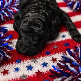 Black girl - Black female Poodle puppy in Sandwich, Massachusetts from Cape Cod Aussies / Cape Cod Poodles and Doodles