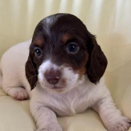 Winston - Piebald male Dachshund puppy in Staley, North Carolina from Langley Farms Dachshunds