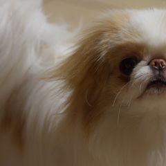 Japanese Chin Puppies from Camelot's Japanese Chin