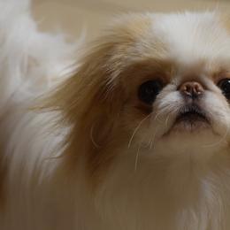 Japanese Chin Puppies from Camelot's Japanese Chin