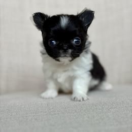 Mighty -6500 - Black and white male Chihuahua puppy in Beaumont, Texas from Down south pups