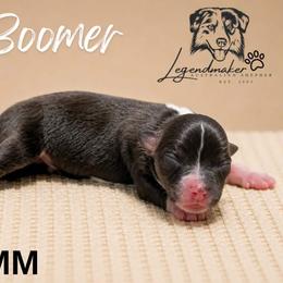 Boomer - Blue merle male Miniature American Shepherd puppy in Leitchfield, Kentucky from Legendmaker MAS