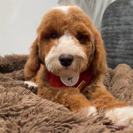 Apen - Red  male Goldendoodle puppy in Anaheim, California from Doodles