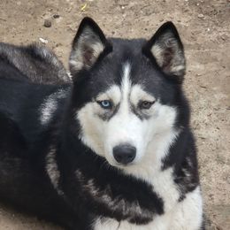 NIKKI - Black and white Siberian Husky puppy in Starks, Louisiana from Southland Husky Kennels LLC.