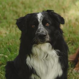 Toby - Australian Shepherd