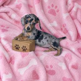 Isla - Dapple female Dachshund puppy in Richmond, Virginia from Paw Prints
