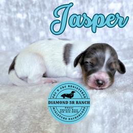JASPER - Dapple male Dachshund puppy in Columbia, Louisiana from Diamond 5R Ranch AKC & CKC Miniature Dachshunds