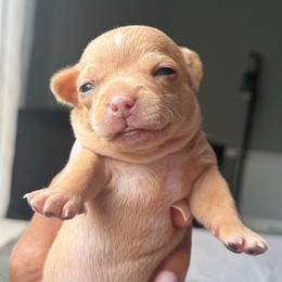 Nala - Fawn female Chihuahua puppy in High Point, North Carolina from Treasured Chihuahuas