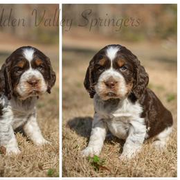 Bodi - Tri-Roan male English Springer Spaniel puppy in Westminster, South Carolina from Hidden Valley Springers