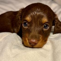 White Girl - Chocolate and tan female Dachshund puppy in Massies Mill, Virginia from Pigeon Hill Dachshunds