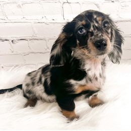 Dachshund Puppies from Chilidog Dachshunds