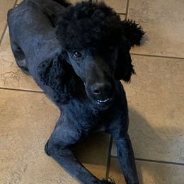 Penelope - Poodle