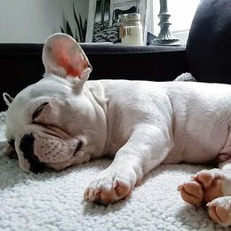 French Bulldogs from Leading Irons Bullys