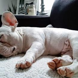 French Bulldogs from Leading Irons Bullys