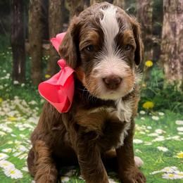 Peppermint Patty - Tri-color female Bernedoodle puppy in The Woodlands, Texas from Gracie's Goldendoodles and Bernedoodles