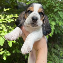 Basset Hound Puppies from Pleasant Bay Basset Hounds