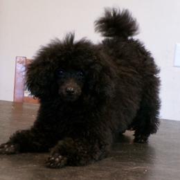 Lyric - Poodle
