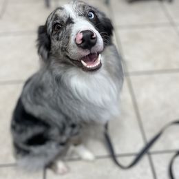 Lincoln - Australian Shepherd