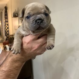 French Bulldog Puppies from Pardon My French Exquisite French Bulldogs