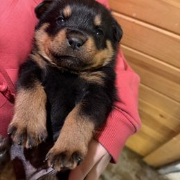 Fabia female - Black and mahogany female Rottweiler puppy in Fredericktown, Missouri from Obsessions Rottweiler