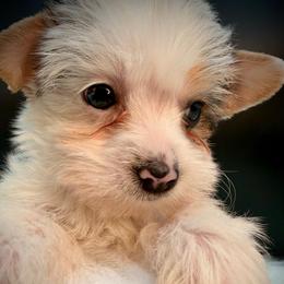White parti girl - Parti female Yorkshire Terrier puppy in Machesney Park, Illinois from Three Yorkie Family
