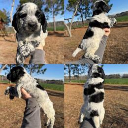 Blue roan boy - Blue roan male English Cocker Spaniel puppy in Millen, Georgia from Pine Hill Kennels