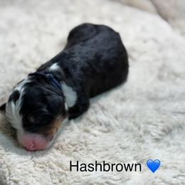 Hashbrown - Tri-color male Bernedoodle puppy in El Campo, Texas from Little Fur Friends Bernedoodles