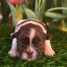 Zoe (Jeanette) - Chocolate female Shih Tzu puppy in Brighton, Missouri from Morningstar's Shih Tzu