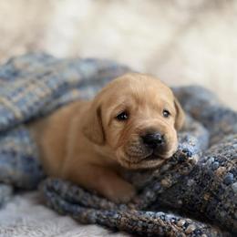 Cosmo - Yellow male Labrador Retriever puppy in Sweet Home, Oregon from Snowpeak English Labradors