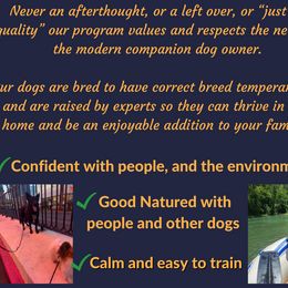 German Shepherd Puppies from Austerlitz German Shepherds