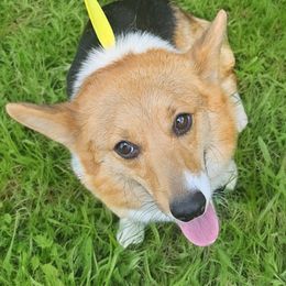 Olive - Black and tan female Pembroke Welsh Corgi puppy in Unicoi, Tennessee from East Tennessee Clark Corgis
