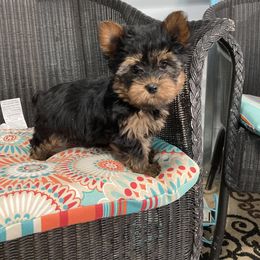 Shih Tzu and Yorkshire Terrier Puppies from Silver Bells Paw Prints